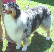 photo of an australian shepherd dog