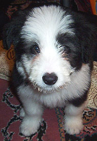bearded collie puppy