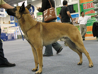 belgian malinois dog - herding dog breeds from the onli
