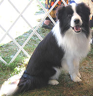 photo of a border collie dog