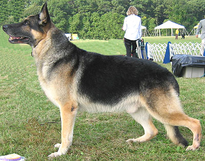 short haired german shepherd dog