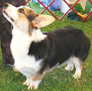 photo of a pembroke welsh corgi dog