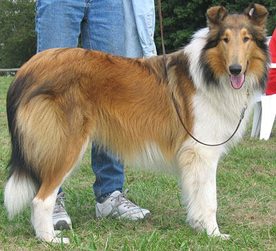 rough coated collie dog