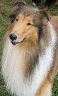 rough coated collie dog