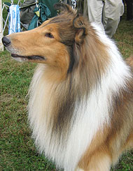 rough  coated collie dog