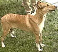 photo of a smooth coated collie dog