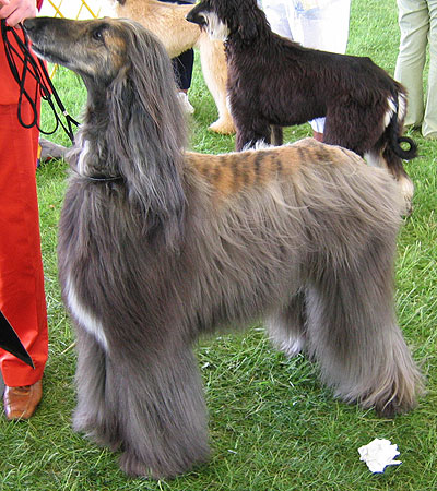 afghan hound dog - hound dog breeds from the online dog