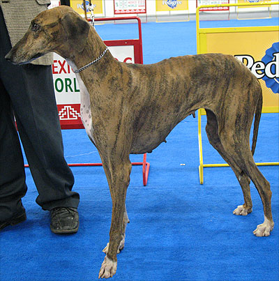 azawakh hound dog - hound dog breeds from the online do