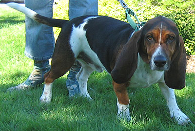 http://www.dogsindepth.com/hound_dog_breeds/images/basset_hound_h05.jpg