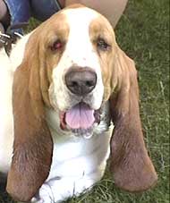 photo of a basset hound dog