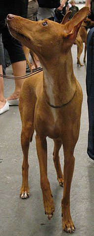cirneco dell' etna hound dog - hound dog breeds from th