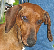 photo of dachshund dog