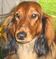 photo of longhaired dachshund dog