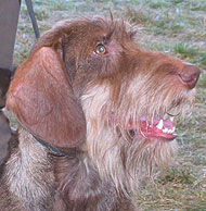 Adult Wirehaired  Dachshund