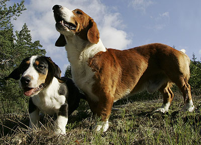 drever hound dog - hound dog breeds from the online dog