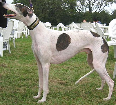 greyhound dog  breeds