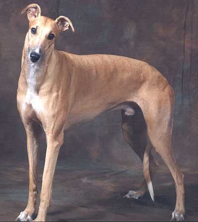 Puppies Games on Greyhound Dog   Hound Dog Breeds From The Online Dog Encyclopedia