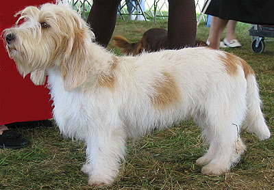 petit basset griffon hound dog - hound dog breeds from 