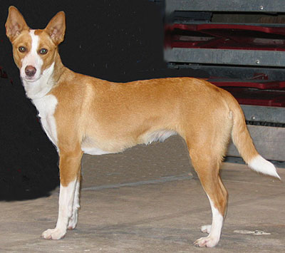 portuguese podengo hound dog - hound dog breeds from th