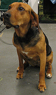 (schillerstövare) hound dog - hound dog breeds from th