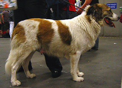 aidi dog - molossoid breed dogs - online dog encycloped