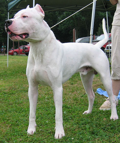 dogo argentino dog - molossoid dog breeds from the onli