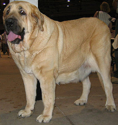 spanish mastiff dog - molossoid dog breeds from the onl