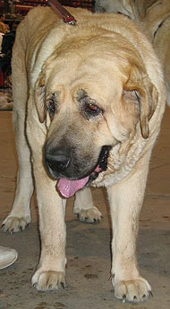 spanish mastiff dog - molossoid dog breeds from the onl