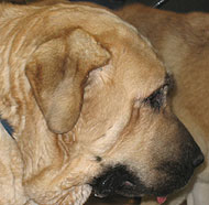 spanish mastiff dog - molossoid dog breeds from the online dog ...