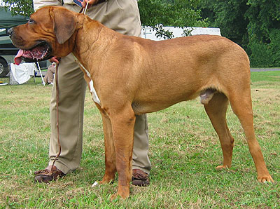 tosa dog - molossoid dog breeds from the online dog enc