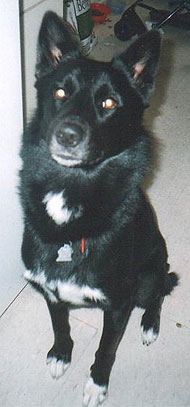 siberian husky german shepherd mixed breed dog