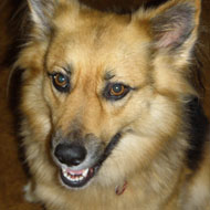 corgi border collie mixed breed dog