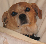 chihuahua mixed breed dog