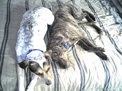 Plotthound Greyhound mixed breed dog