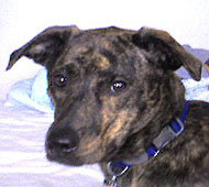 Plotthound Greyhound mixed breed dog