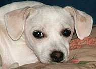 Chihuahua Beagle mixed breed dog