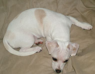 Chihuahua Beagle mixed breed dog