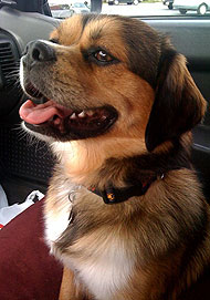Beagle Tibetan Spaniel dog