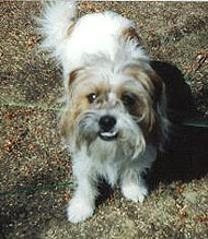 shih tzu jack russell terrier mixed breed dog