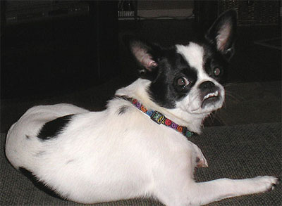 Pekingese Chihuahua