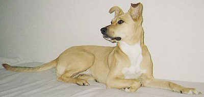 pitbull collie mixed breed dog