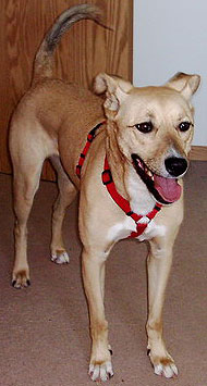 photo of a pitbull collie mixed breed dog