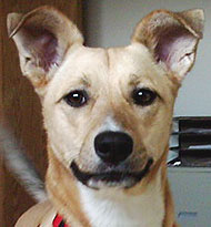 pitbull collie dog photo