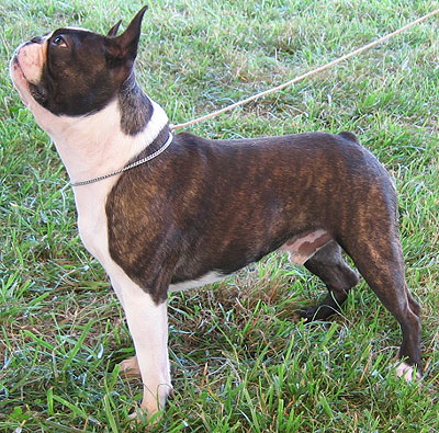 http://www.dogsindepth.com/nonsporting_dog_breeds/images/boston_terrier_h02.jpg
