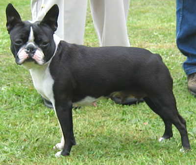 http://www.dogsindepth.com/nonsporting_dog_breeds/images/boston_terrier_h04.jpg