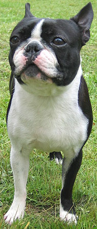 boston terrier dog - nonsporting dog breeds from the on
