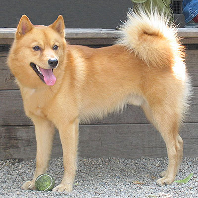 finnish spitz dog - nonsporting dog breeds from the onl