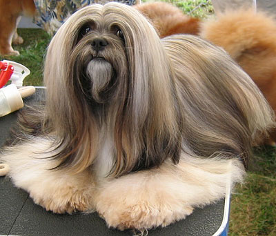 lhasa apso dog - nonsporting dog breeds from the online