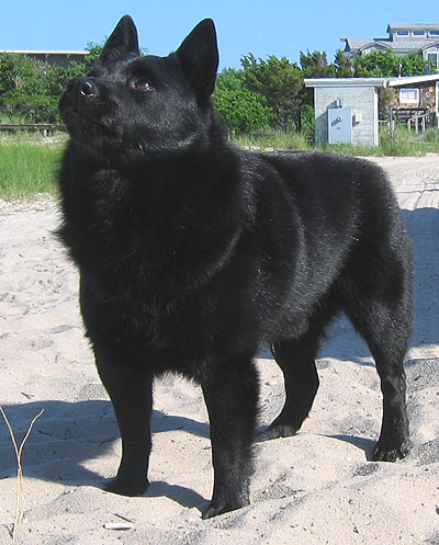 schipperke dog - nonsporting dog breeds from the online