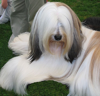 http://www.dogsindepth.com/nonsporting_dog_breeds/images/tibetan_terrier_h06.jpg